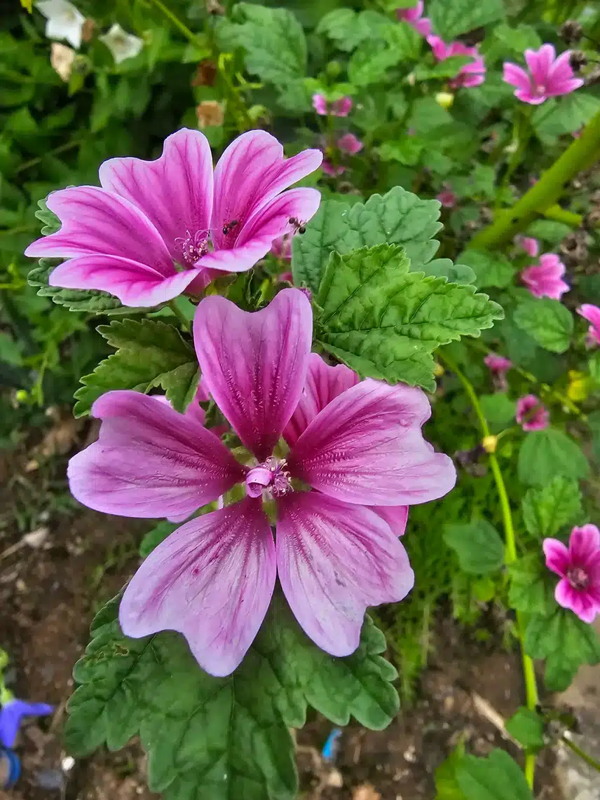 당아욱꽃이라네요