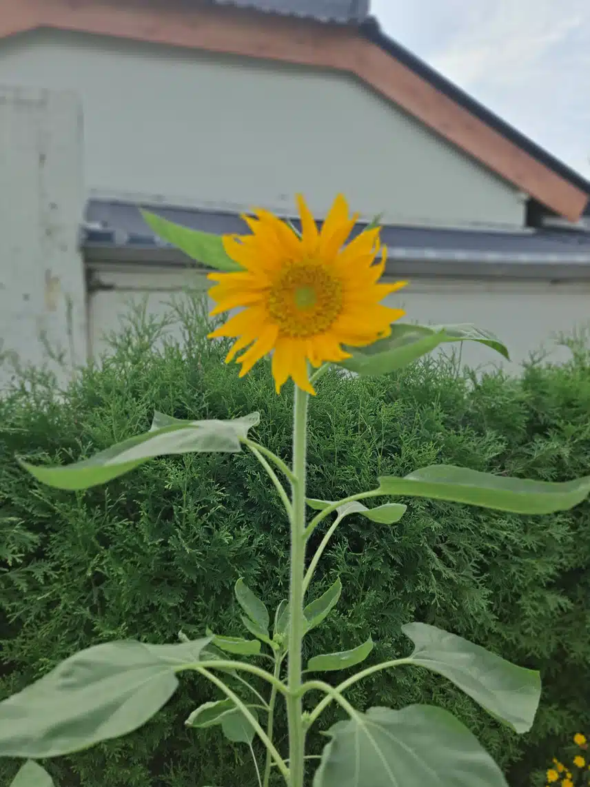 해바라기