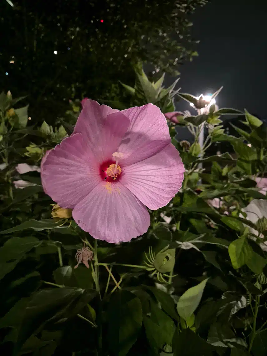 부용~