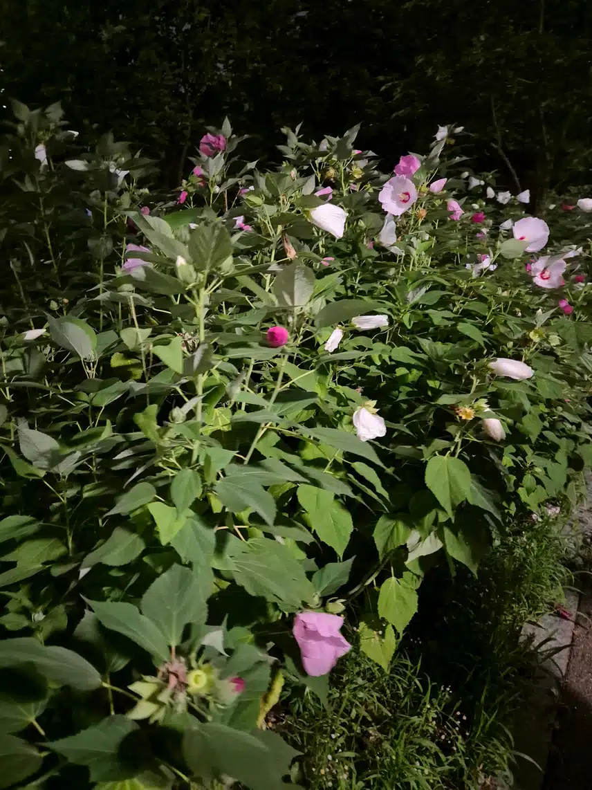 부용~