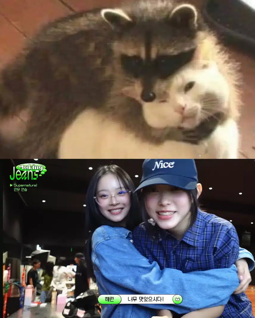 너구리가 고양이를 안앗어🦝🐱