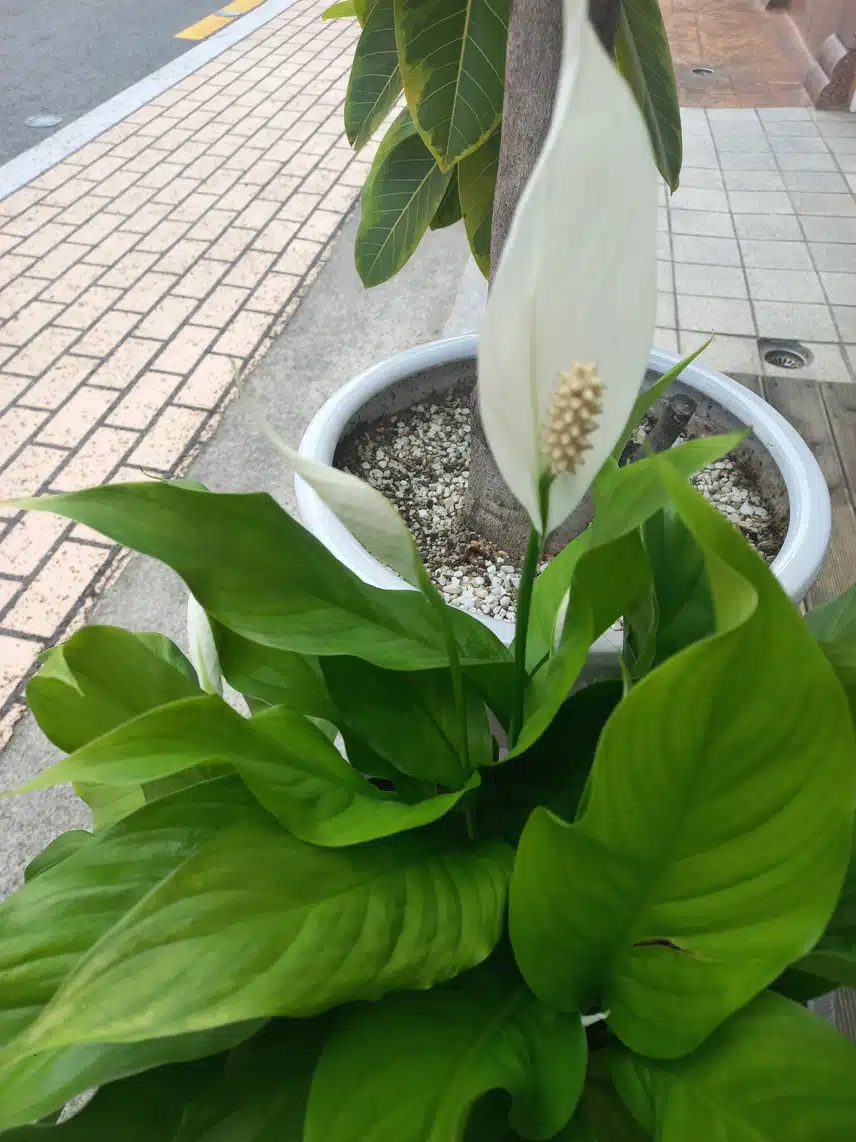 아마도