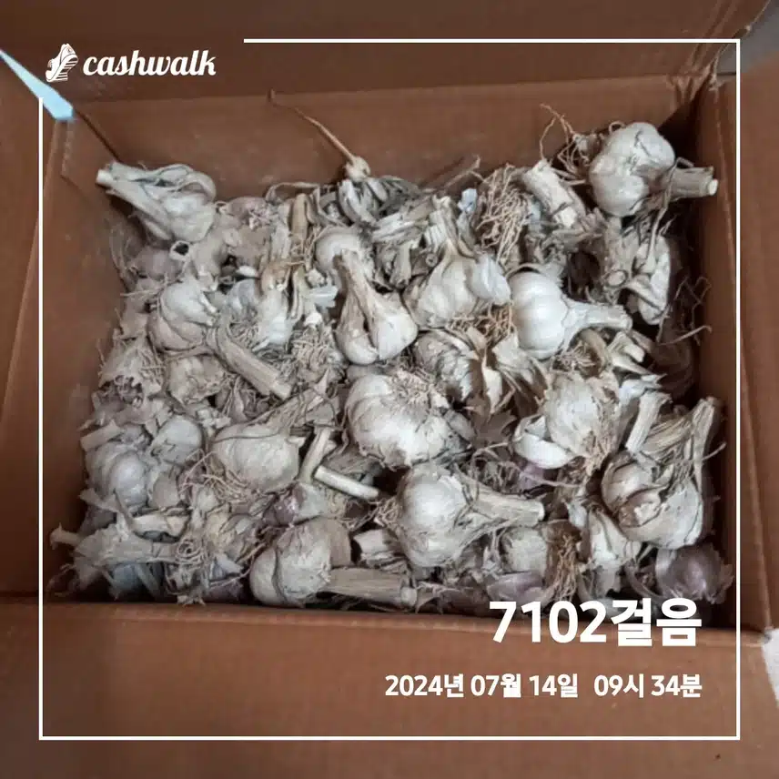 해남 햇 통마늘 구매