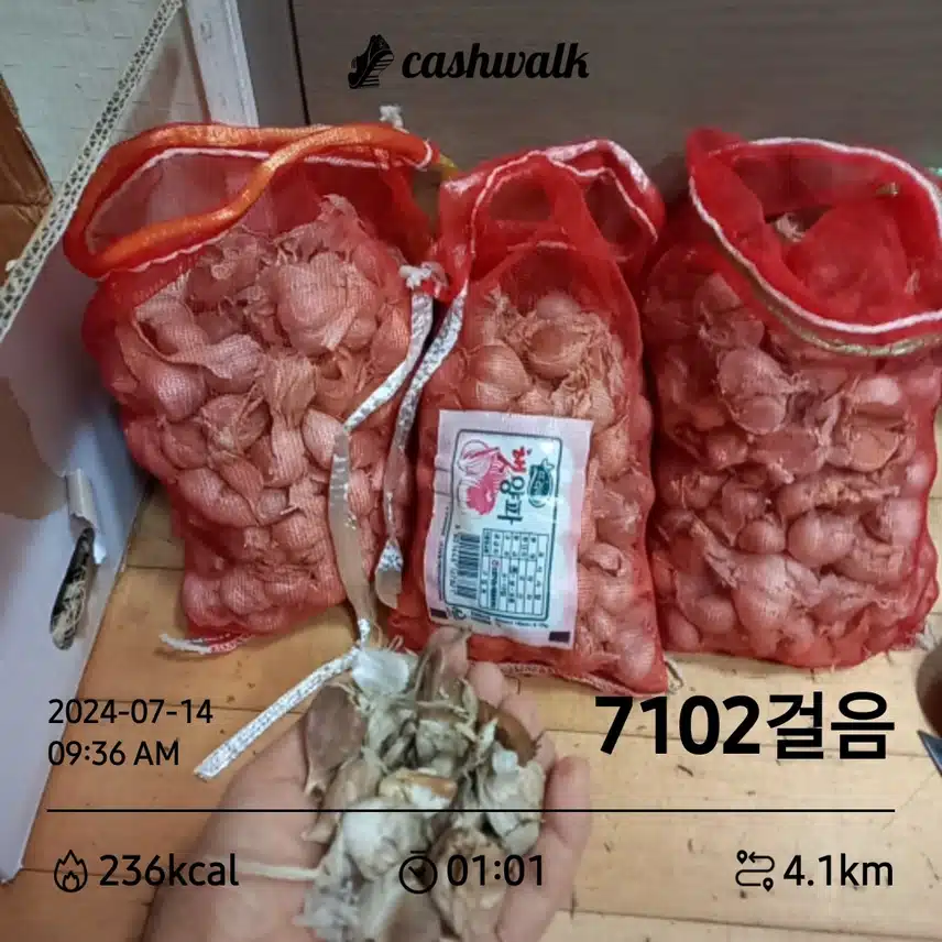해남 햇 통마늘 구매