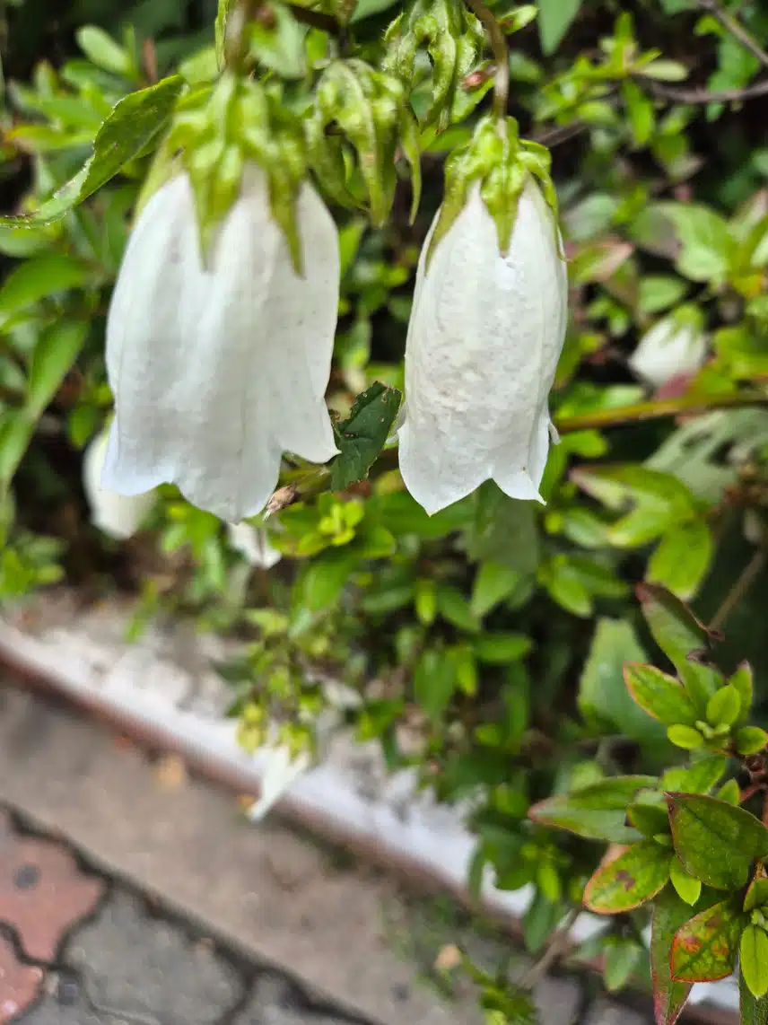 7. 초롱꽃