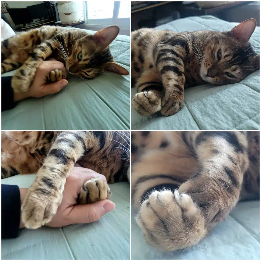 뱅갈고양이 네마리~😸😻😽😸