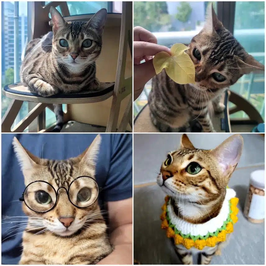 뱅갈고양이 네마리~😸😻😽😸