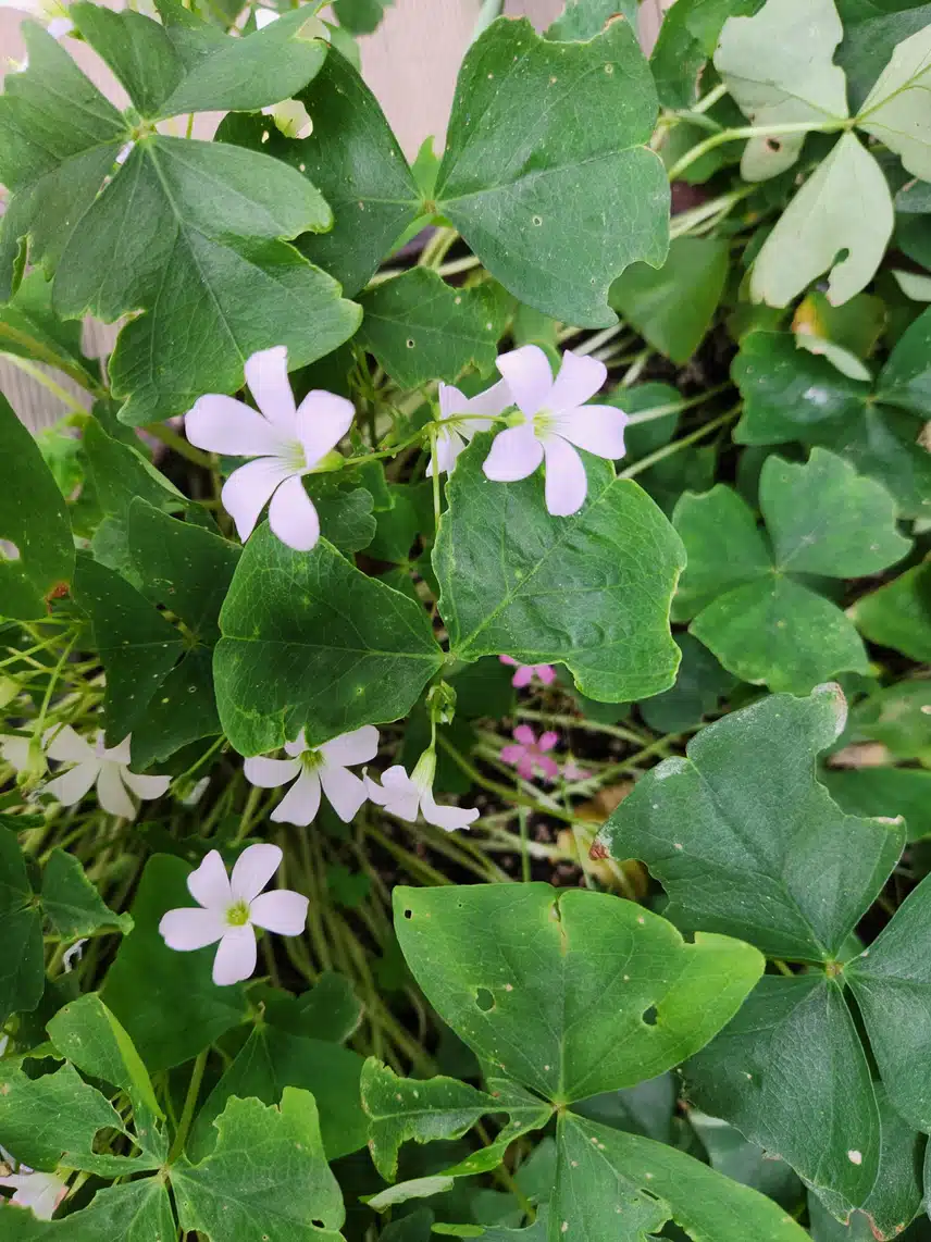 행운초