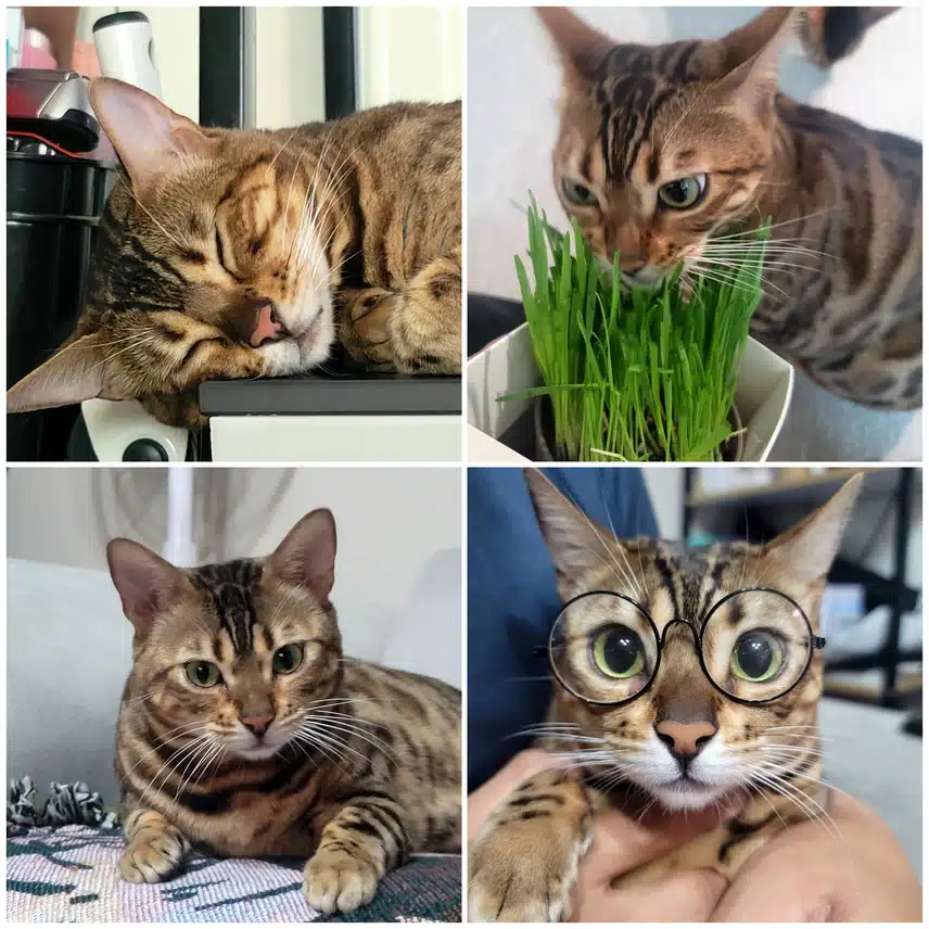 뱅갈고양이 네마리~😸😻😽😸