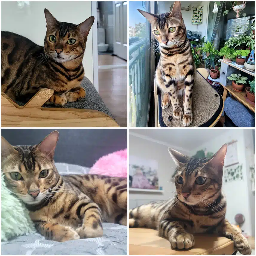 뱅갈고양이 네마리~😸😻😽😸
