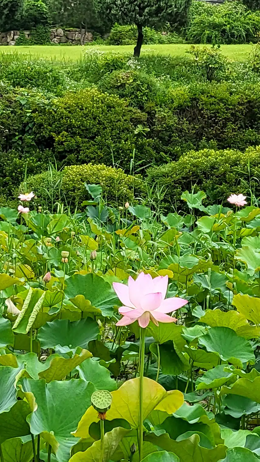 연꽃