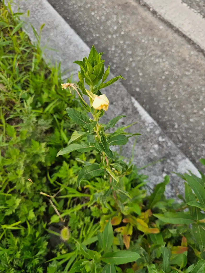 달맞이꽃