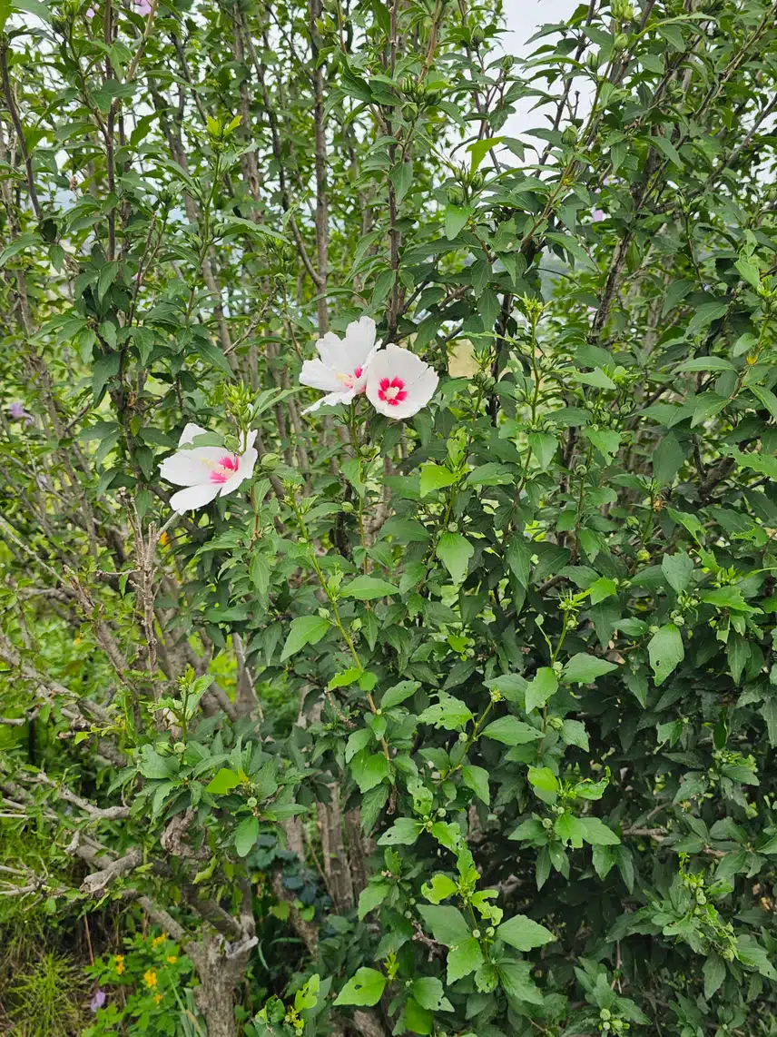 흰무궁화