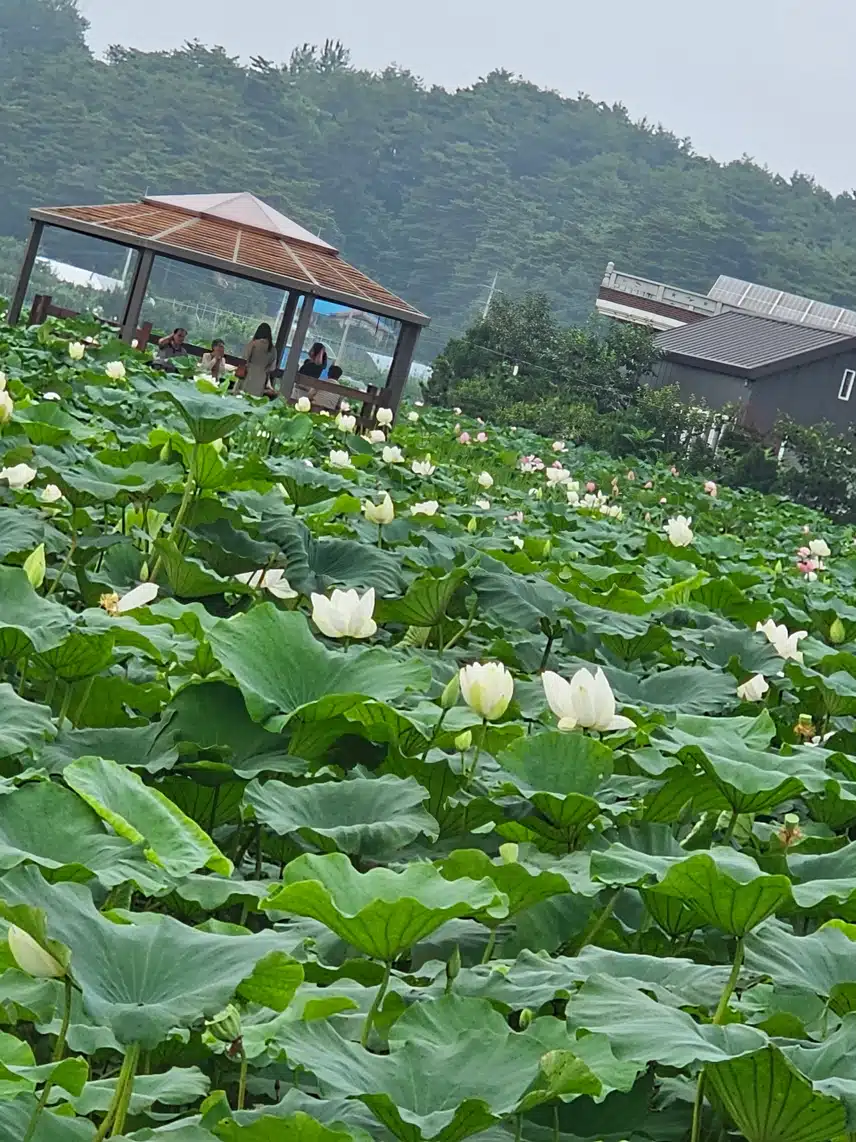 연꽃