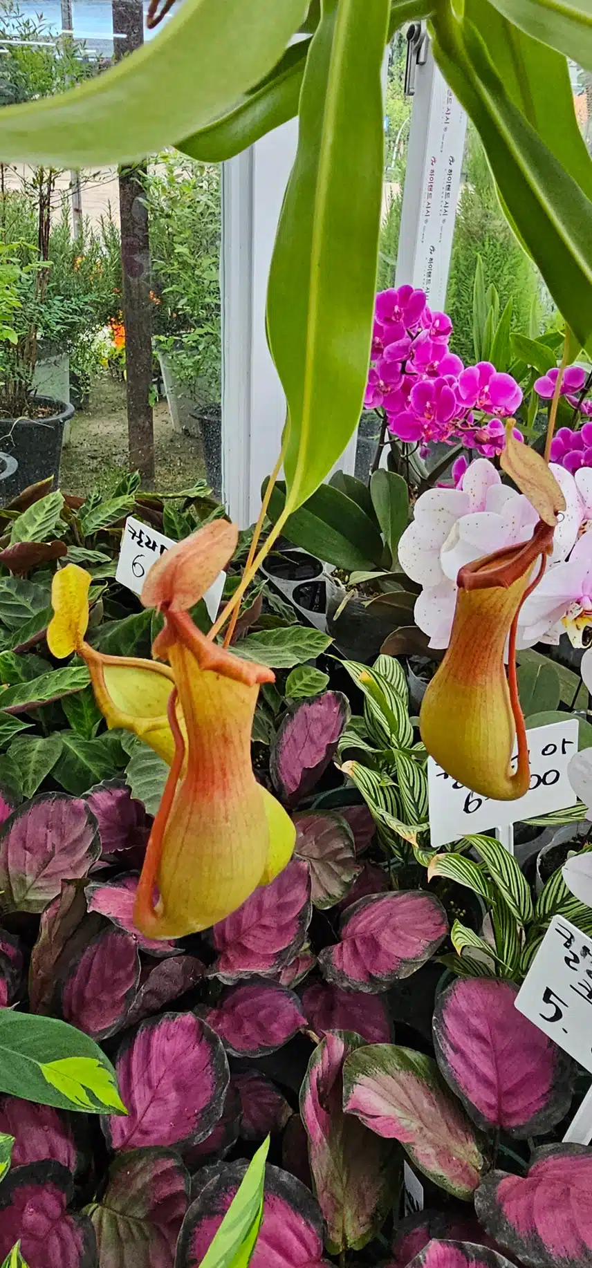 벌레잡이