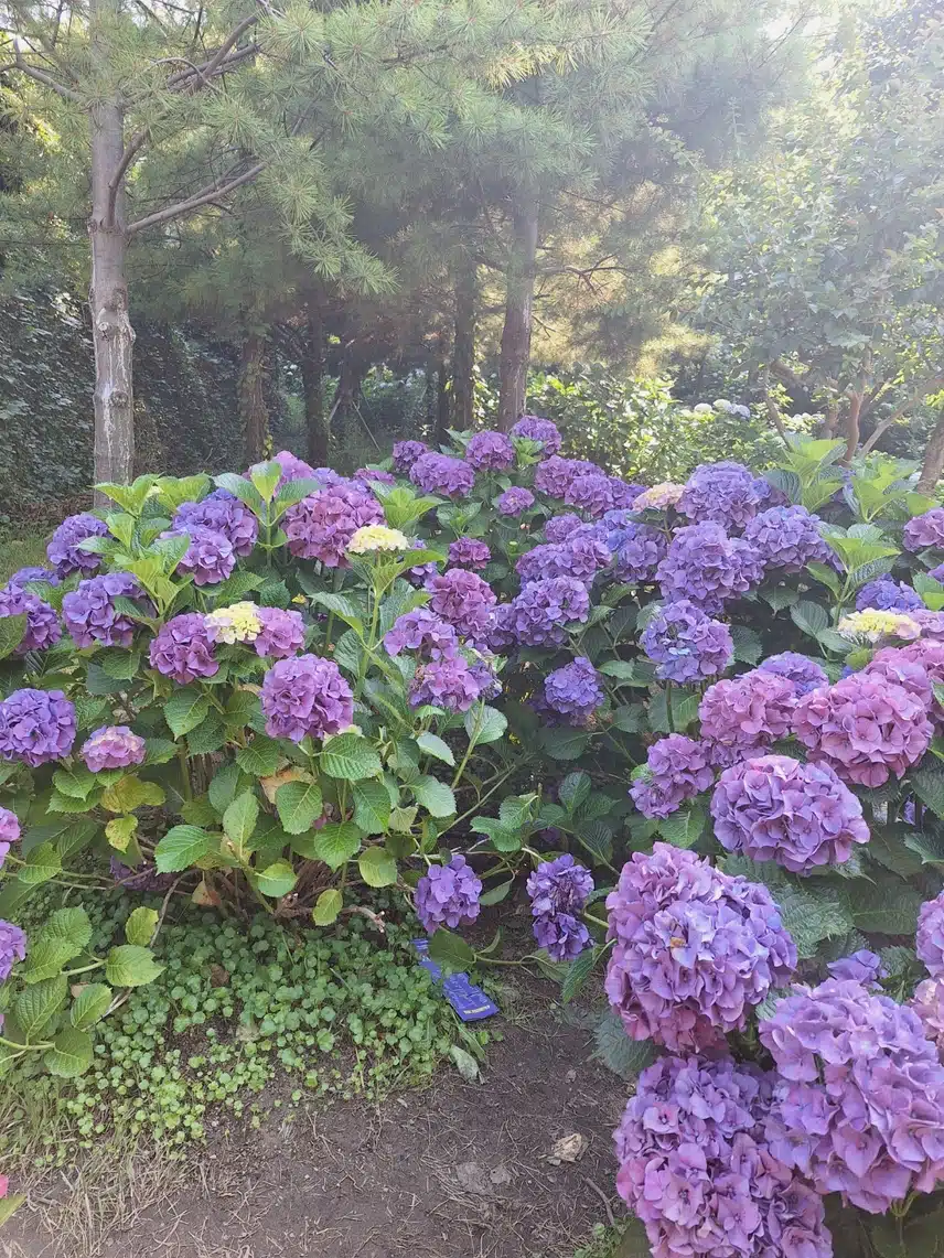 장생포 수국