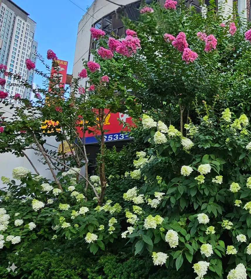 7월에 핀다는 배롱나무꽃
