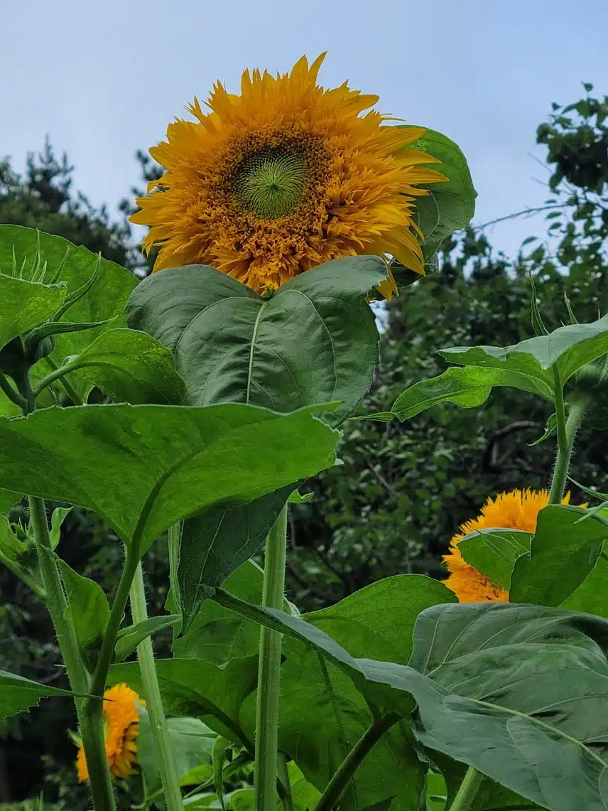 해바라기꽃