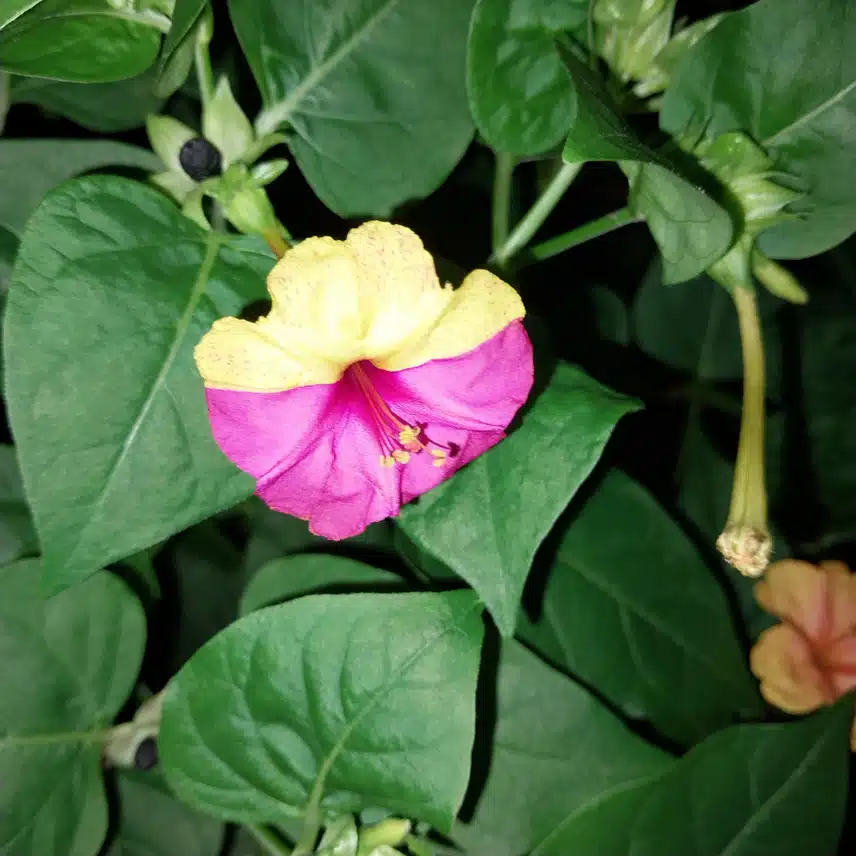 아수라 백작 분꽃
