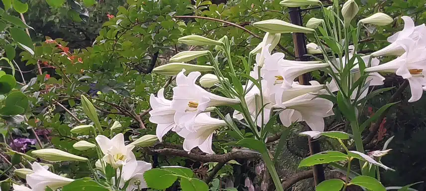 백합
