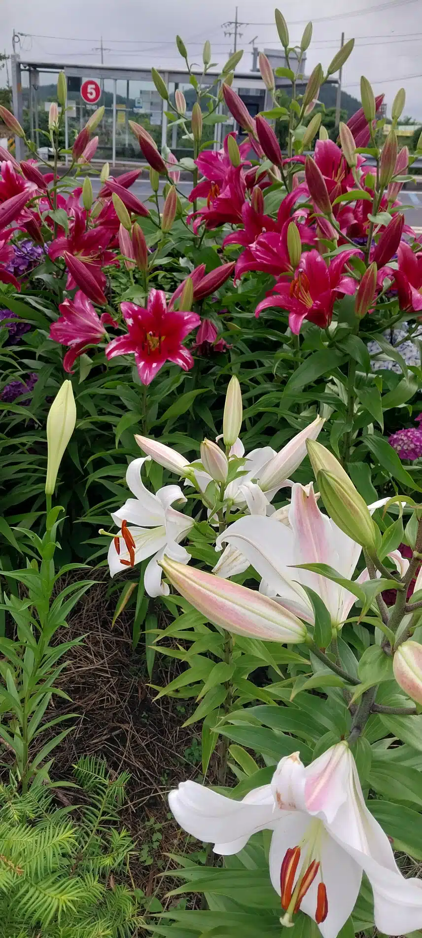 백합