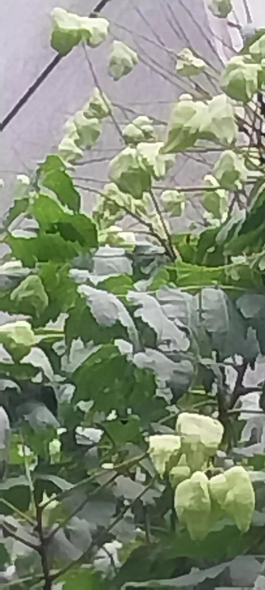 열매일까요 꽃일까요?