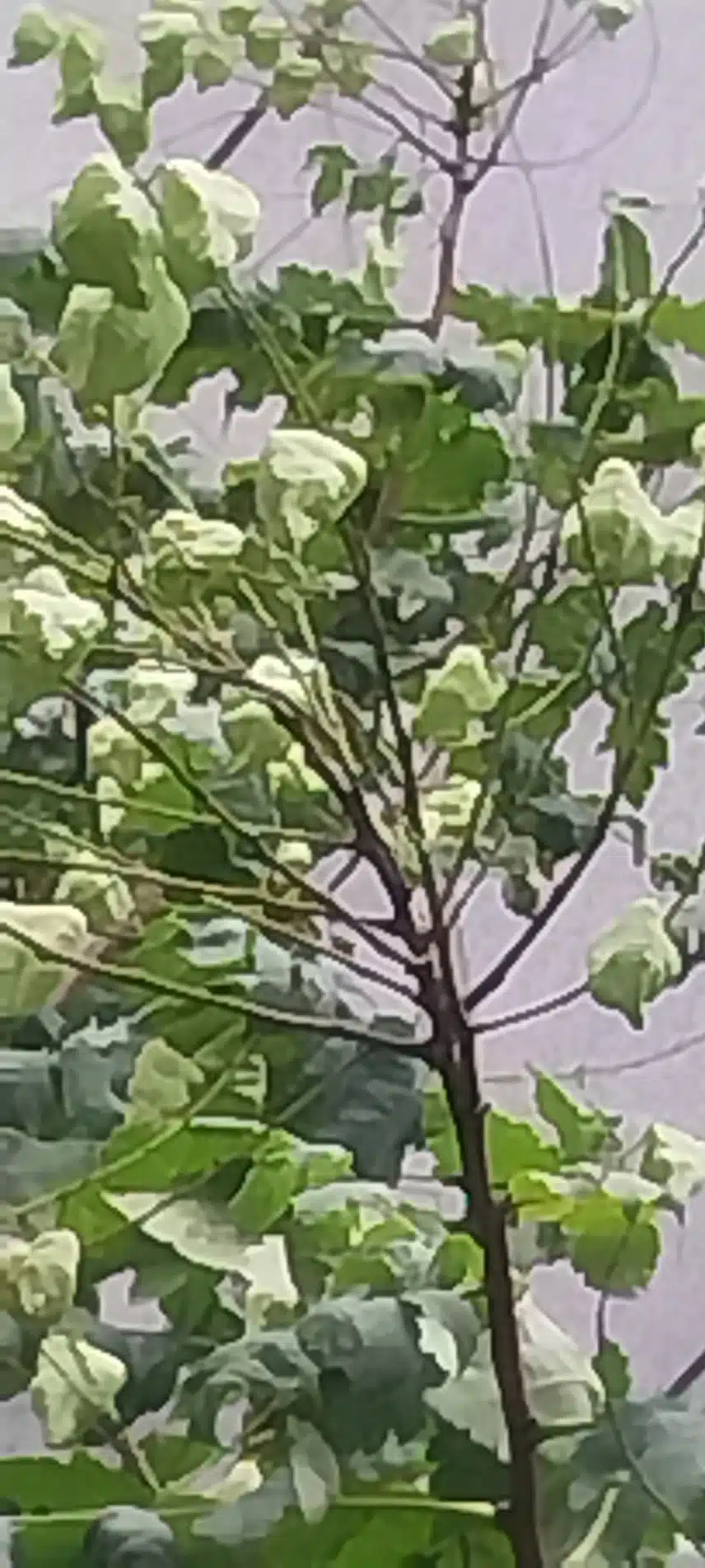 열매일까요 꽃일까요?