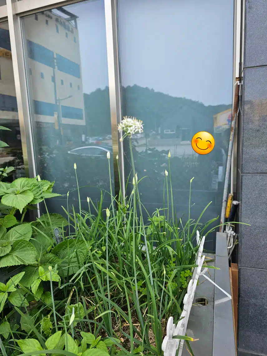 부추꽃