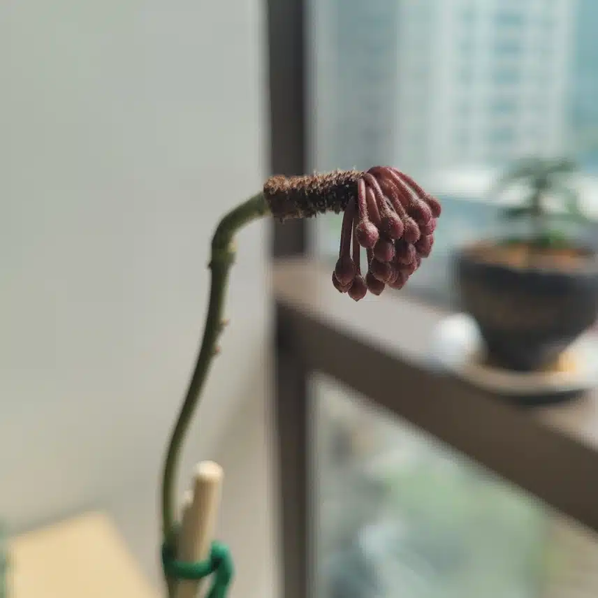무슨꽃일까요~~