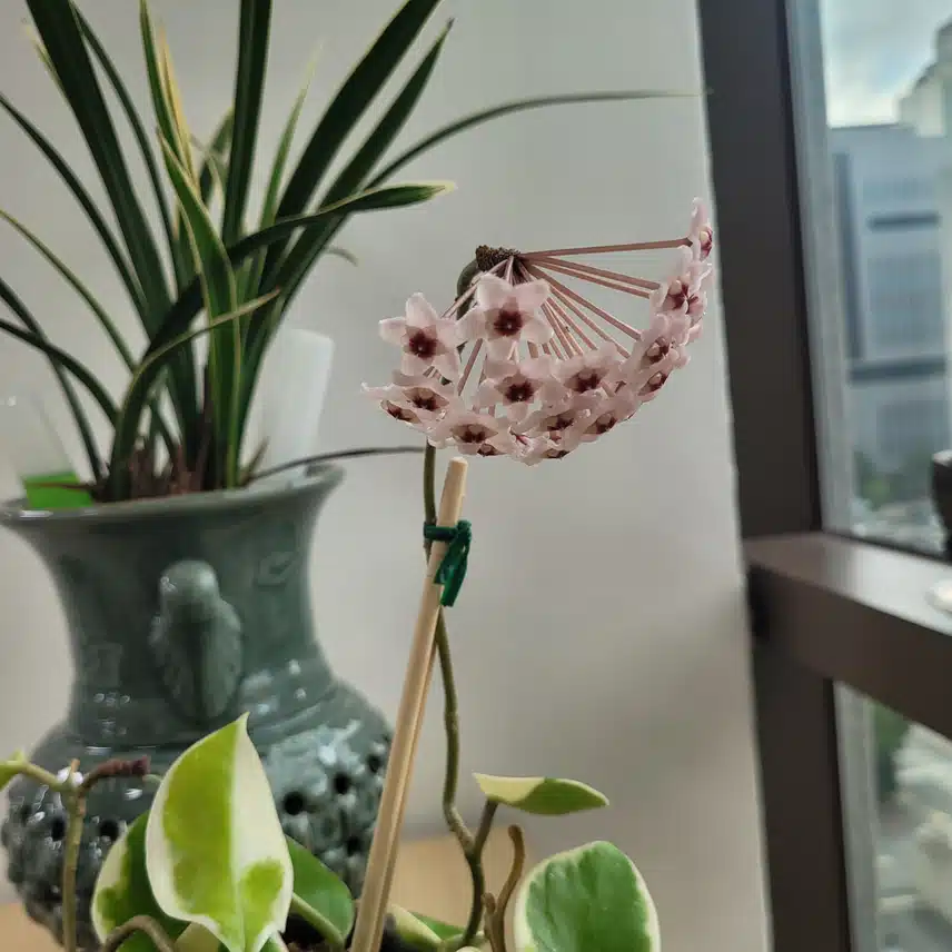 무슨꽃일까요~~