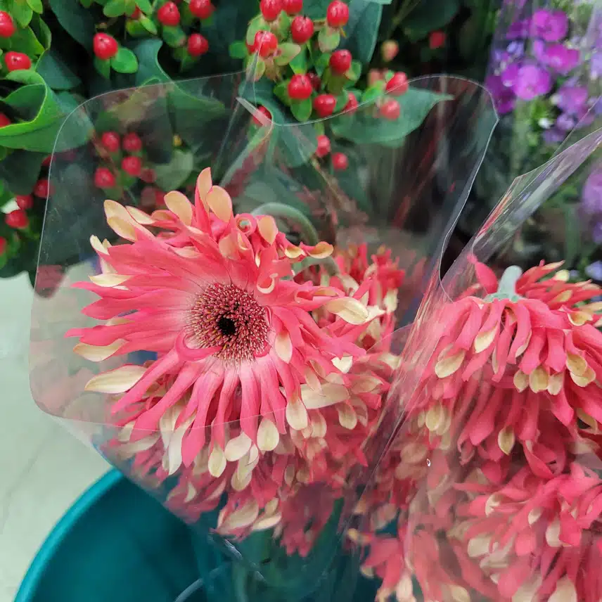 꽃잎이 정말 특이한 꽃
