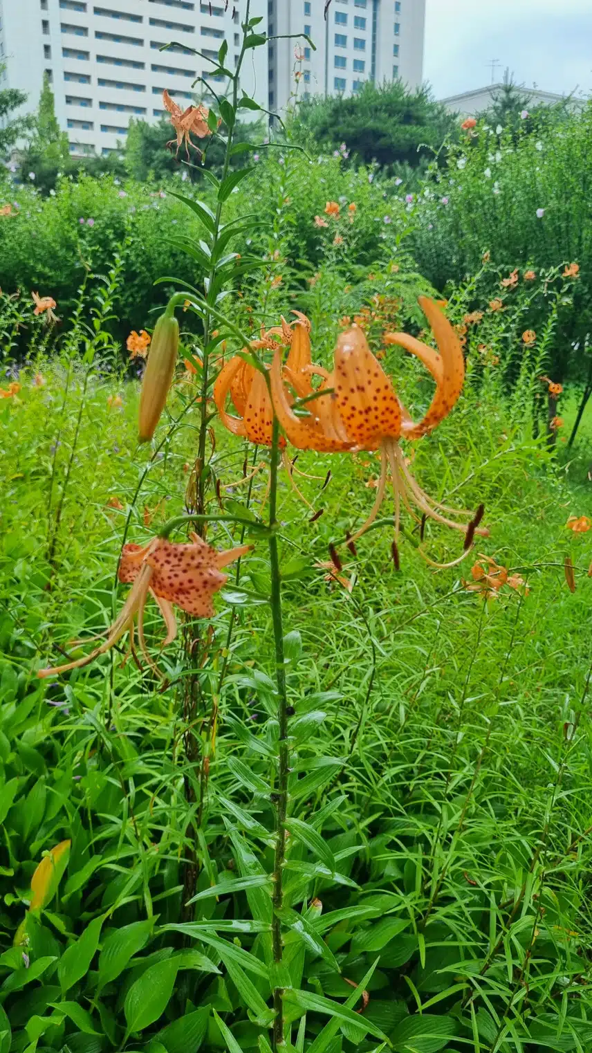 참나리 