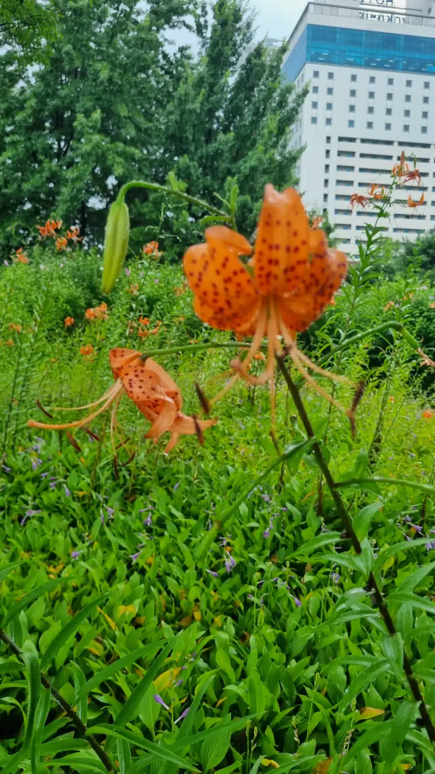참나리 