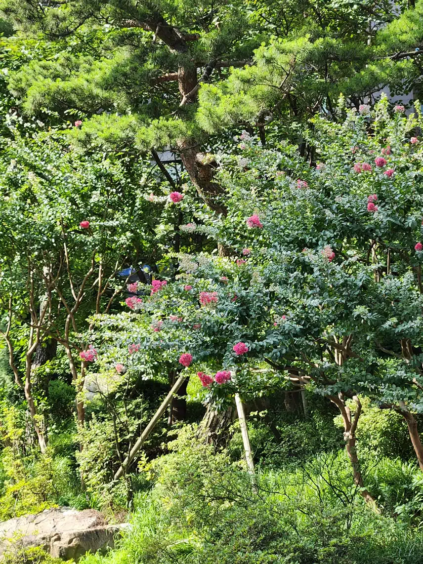 배롱나무에 꽃이 피었네요.