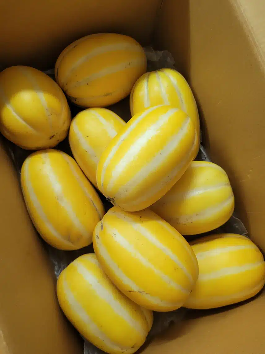 성주 벌꿀 참외 구입