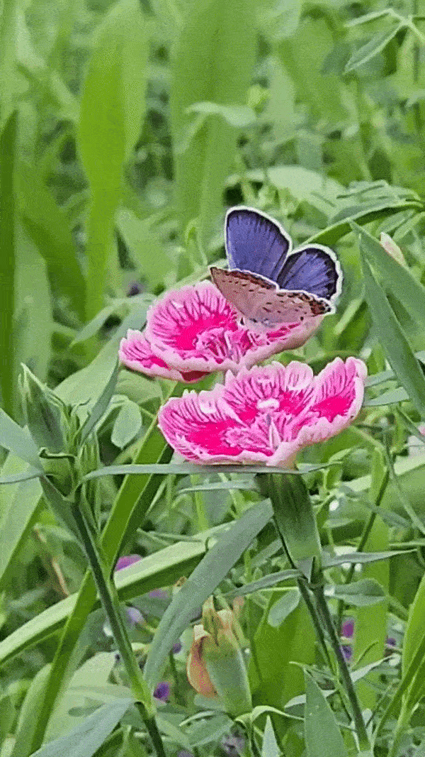 꽃멍, 나비멍