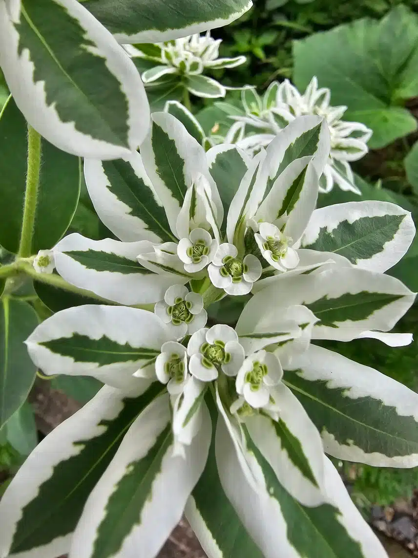 설악초꽃