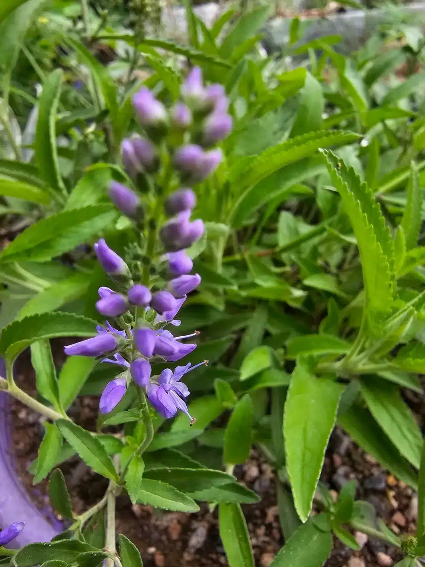 긴산꼬리풀