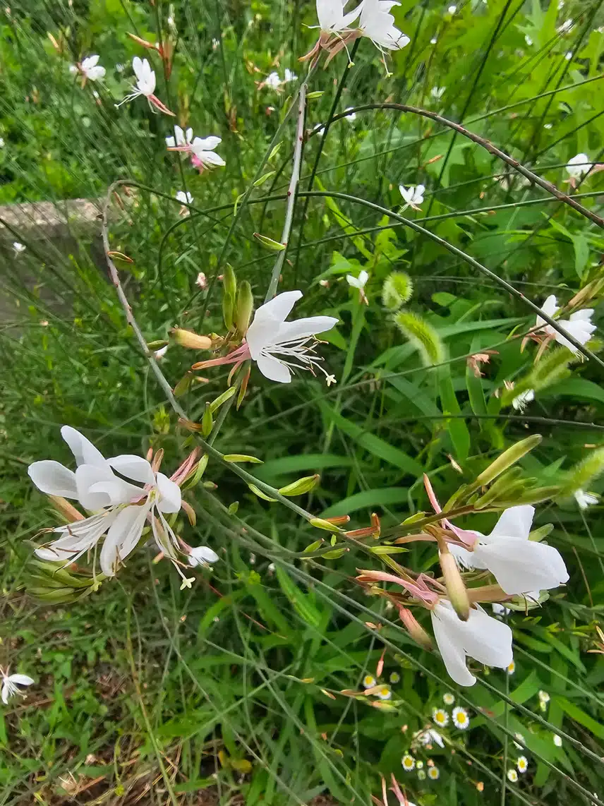 두메바늘꽃