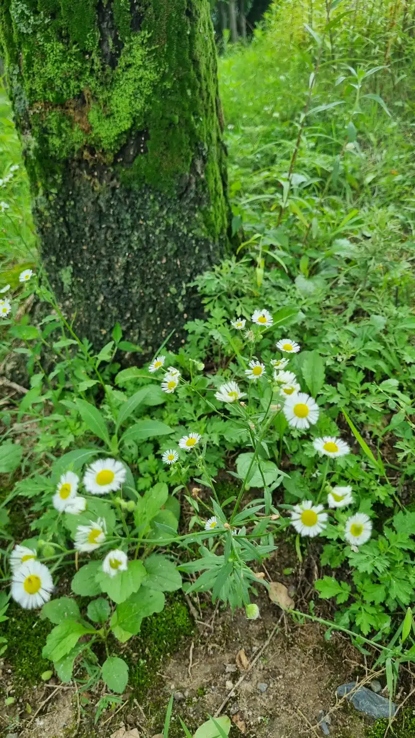 개망초 