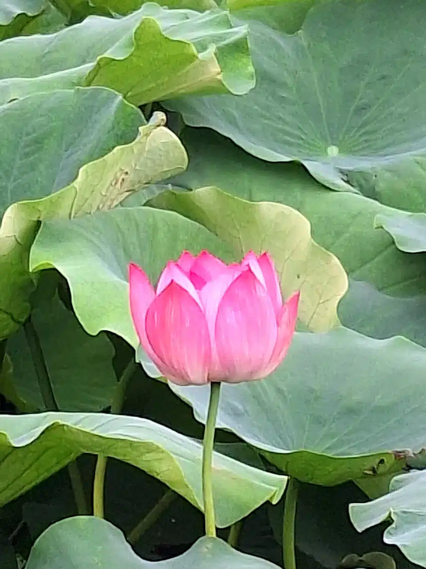 관곡지 연꽃
