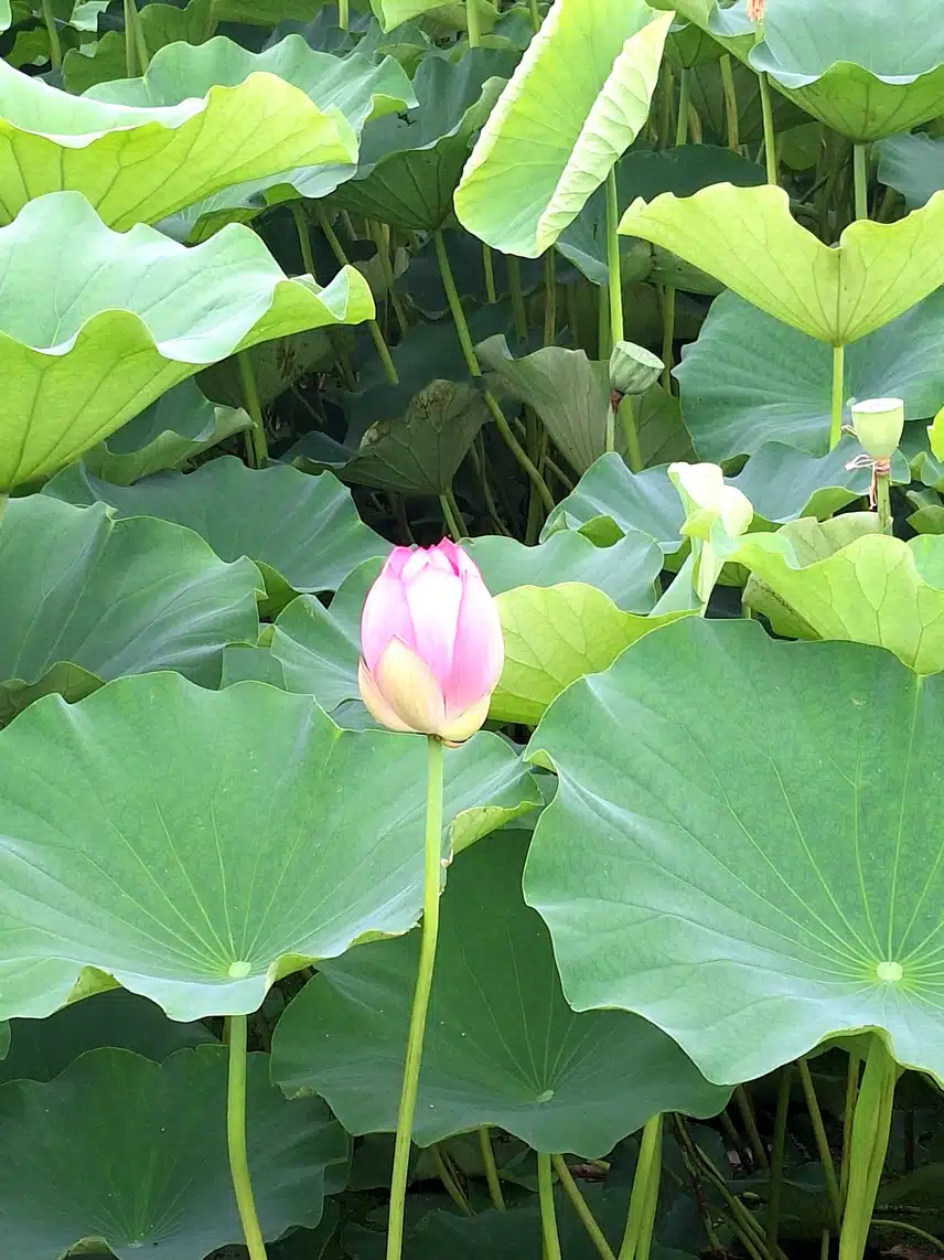관곡지 연꽃