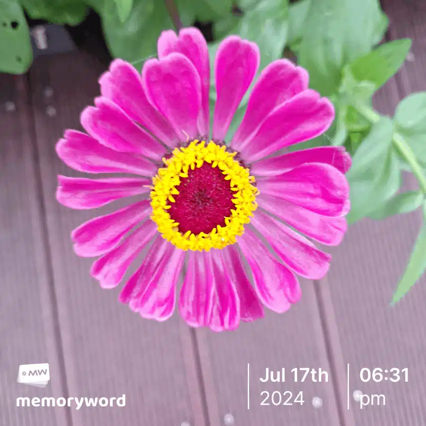 백일홍