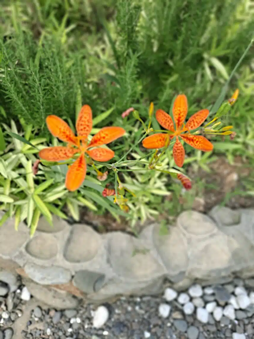 범부채