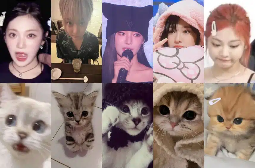 Meow 고양이 닝닝🐱