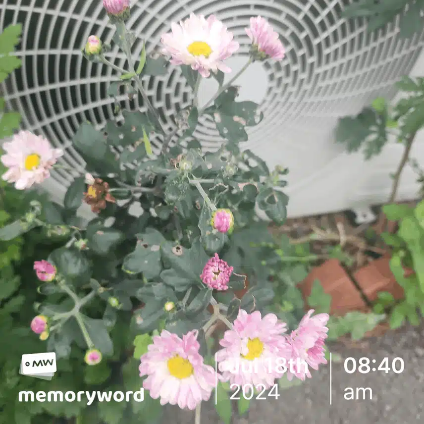 가을인가
