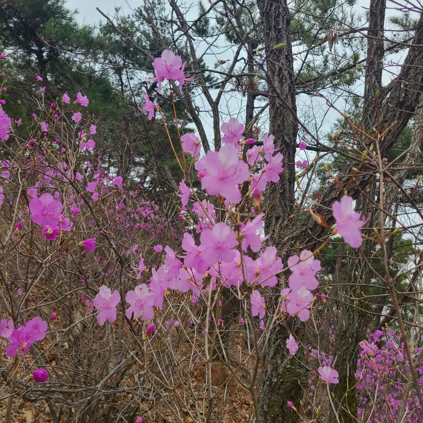 진달래꽃-12(5차)