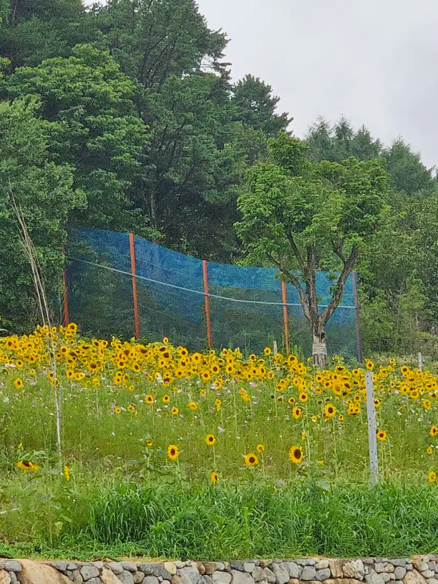 해바라기