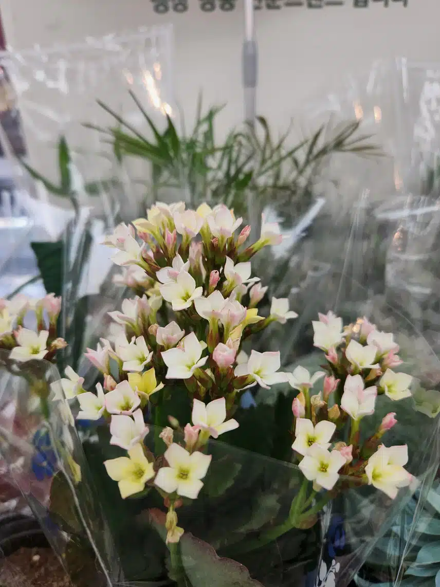 Kalanchoe!