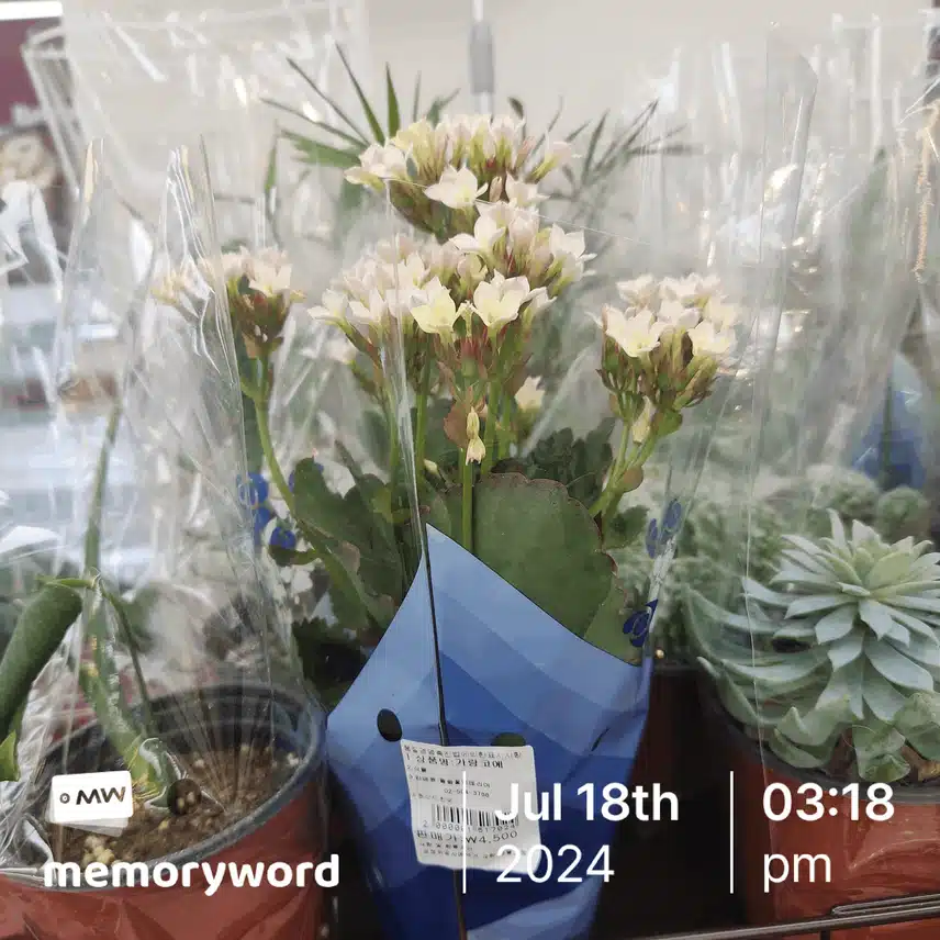 Kalanchoe!